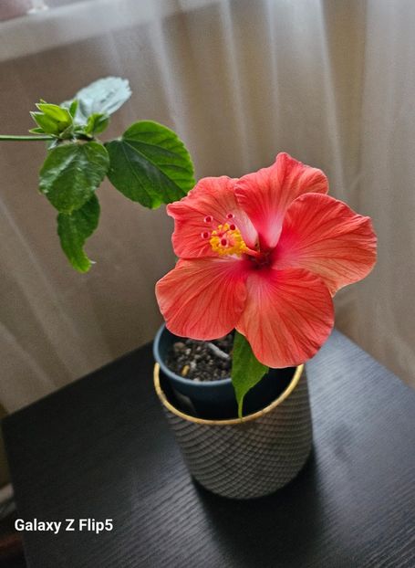  - Hibiscus