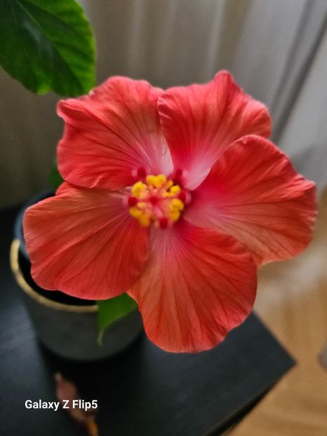  - Hibiscus