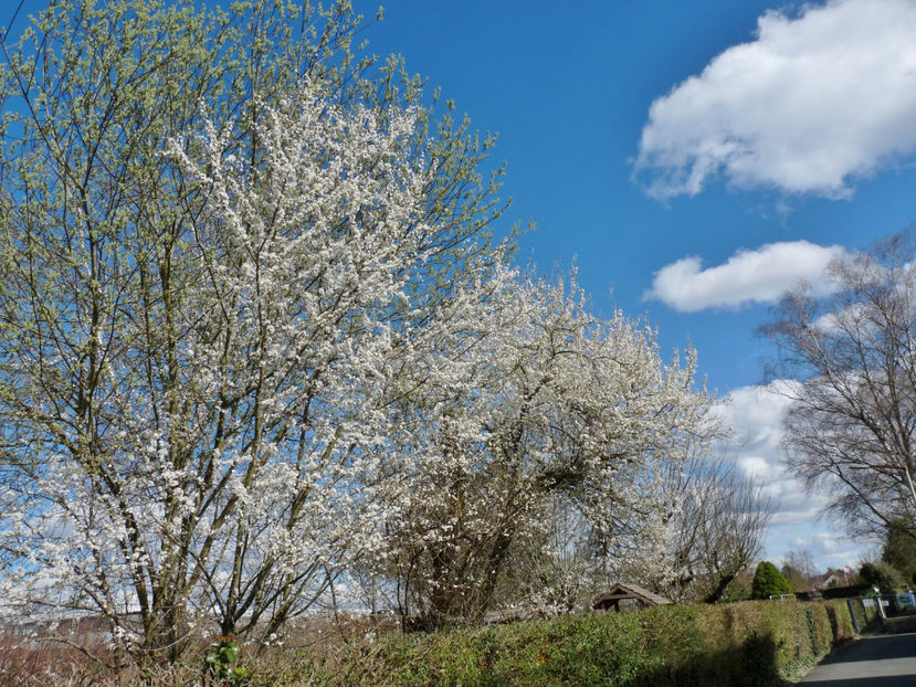  - 2024 - 01 - Primavara