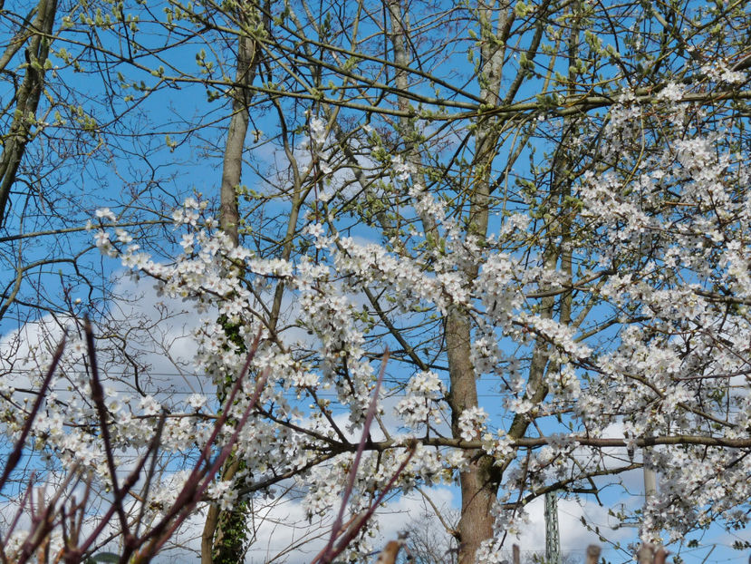  - 2024 - 01 - Primavara