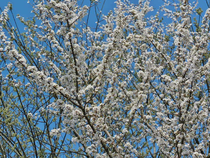  - 2024 - 01 - Primavara