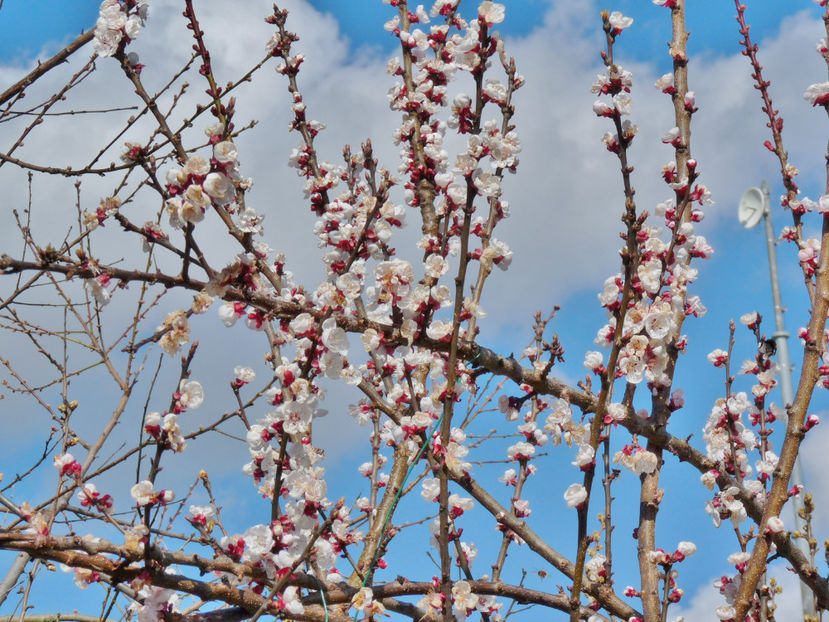  - 2024 - 01 - Primavara