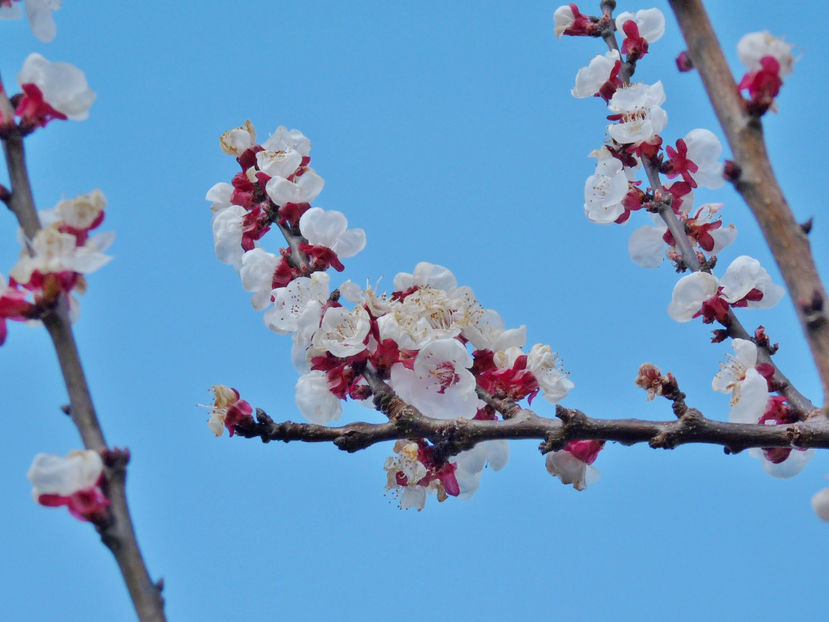  - 2024 - 01 - Primavara