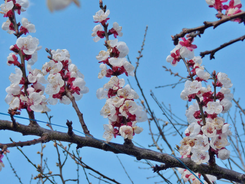  - 2024 - 01 - Primavara