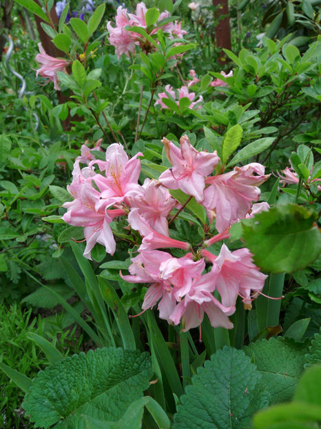 © - Azalee si Rhododendroni