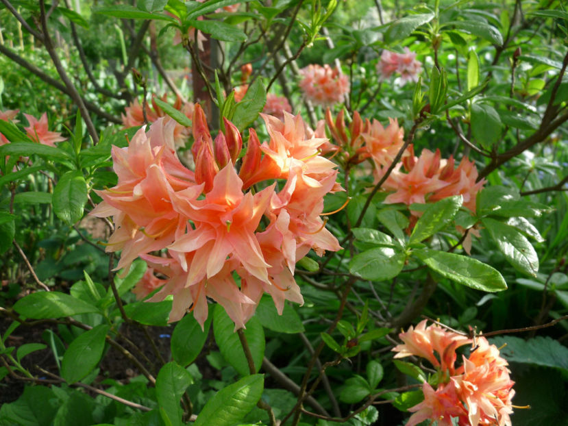 © - Azalee si Rhododendroni