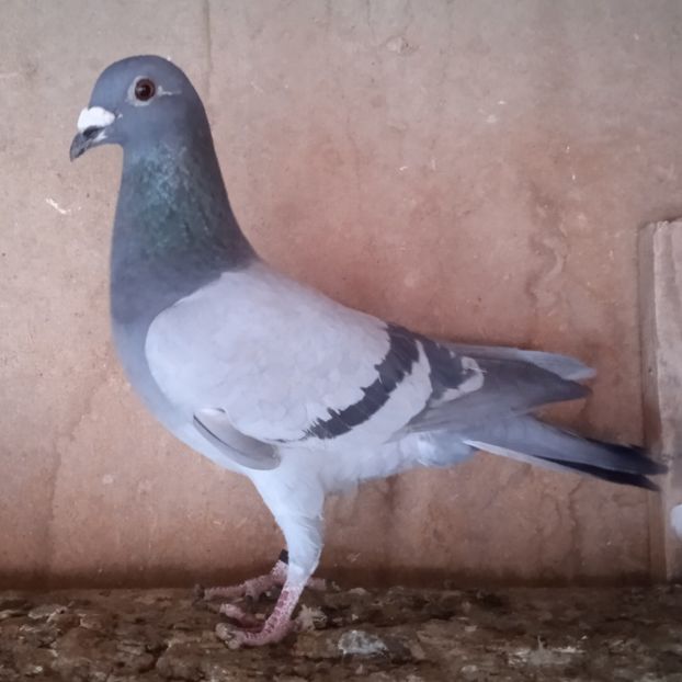 Mascul 23-713 - Porumbei vanduti