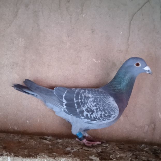 Mascul 21-123 - Porumbei vanduti