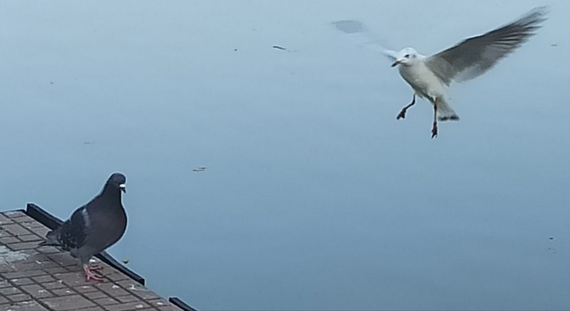  - Vietuitoare si natura