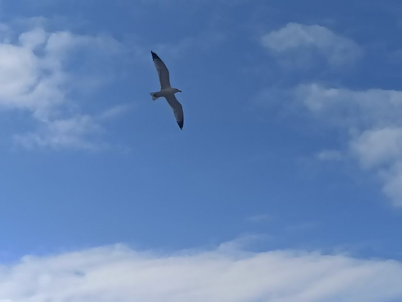  - Vietuitoare si natura