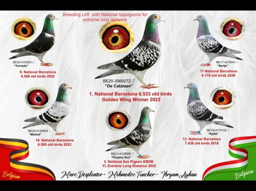  - De Catalaan 1 nat Barcelona 2023 Marc Desplenter Belgium