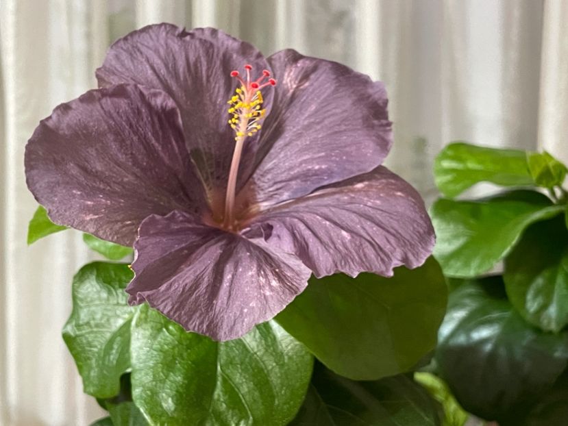  - DPs Purple Drops
