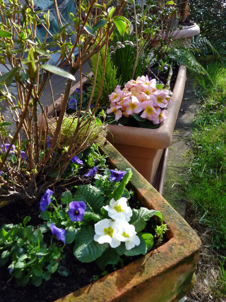  - 2024 - 01 - Primavara