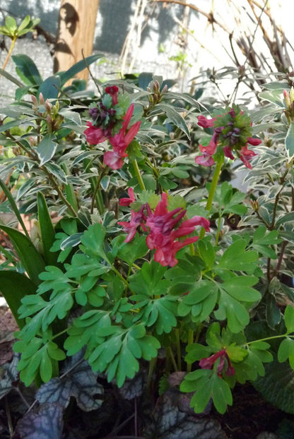  - 2024 - 01 - Primavara