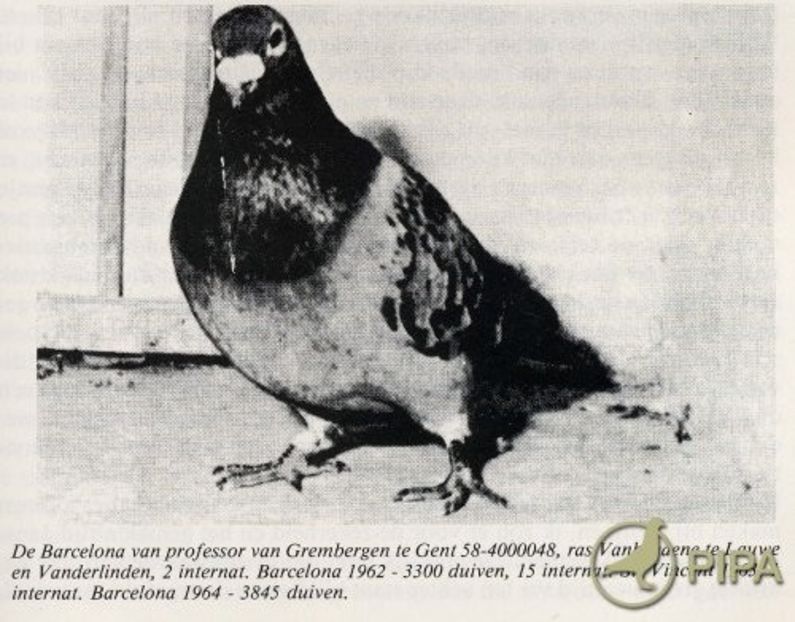 1 int Barcelona 1964 prof Van Grembergen - Barcelona internațional