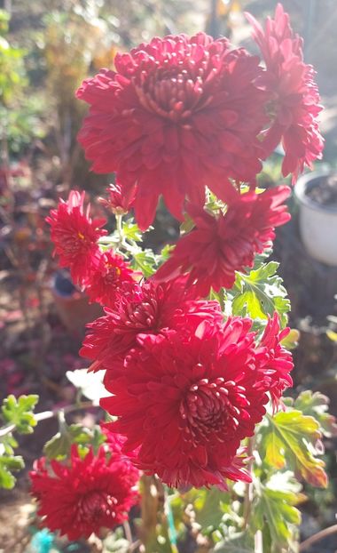 11. tufanica rosu intens nou în stoc - F Tufanici Crizanteme Aster Anemone de toamnă