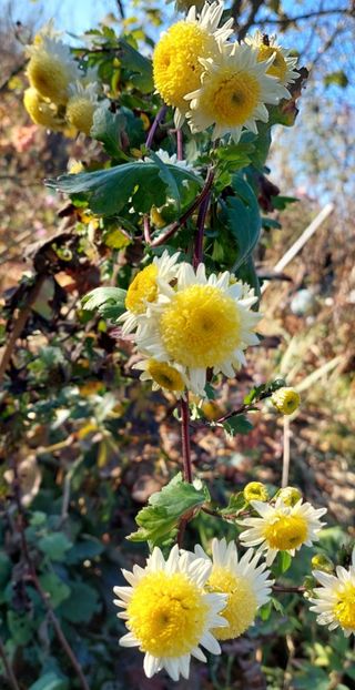 10. tufanica Nou în stoc - F Tufanici Crizanteme Aster Anemone de toamnă