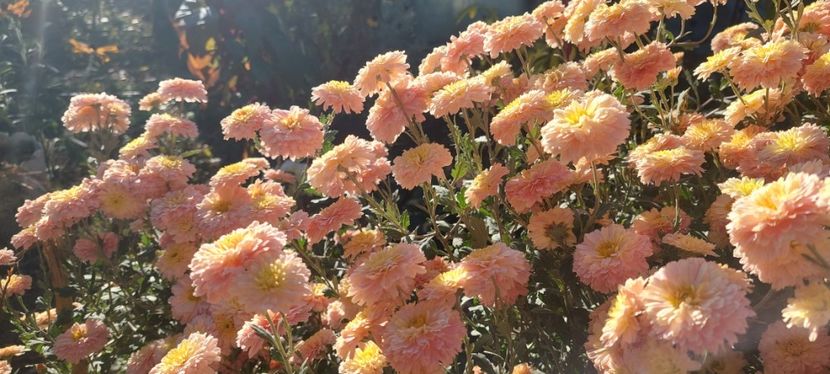 Tufanici tufe - F Tufanici Crizanteme Aster Anemone de toamnă
