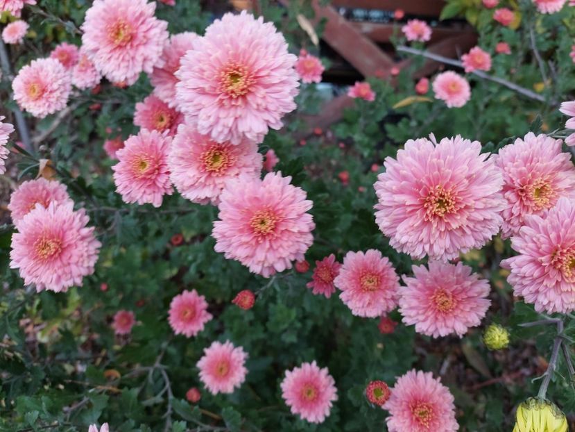 8. Tufanica somon talie medie. În stoc. - F Tufanici Crizanteme Aster Anemone de toamnă