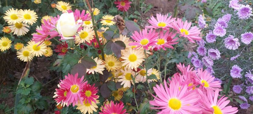 I. Crizantema roz inalta timpurie. În stoc mix - F Tufanici Crizanteme Aster Anemone de toamnă
