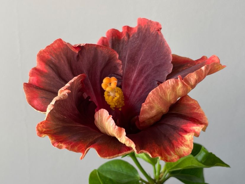  - 001 - Hibiscusi 2024 - 1