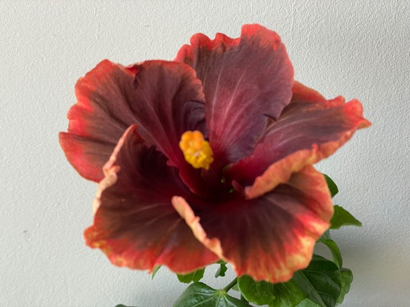  - 001 - Hibiscusi 2024 - 1