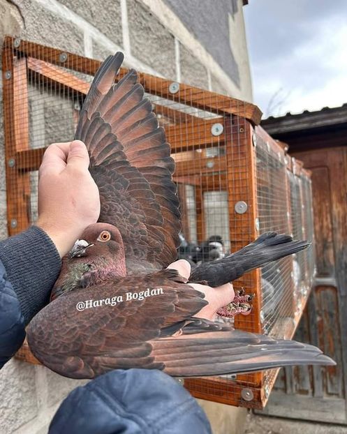  - Nu îmi aparțin 7