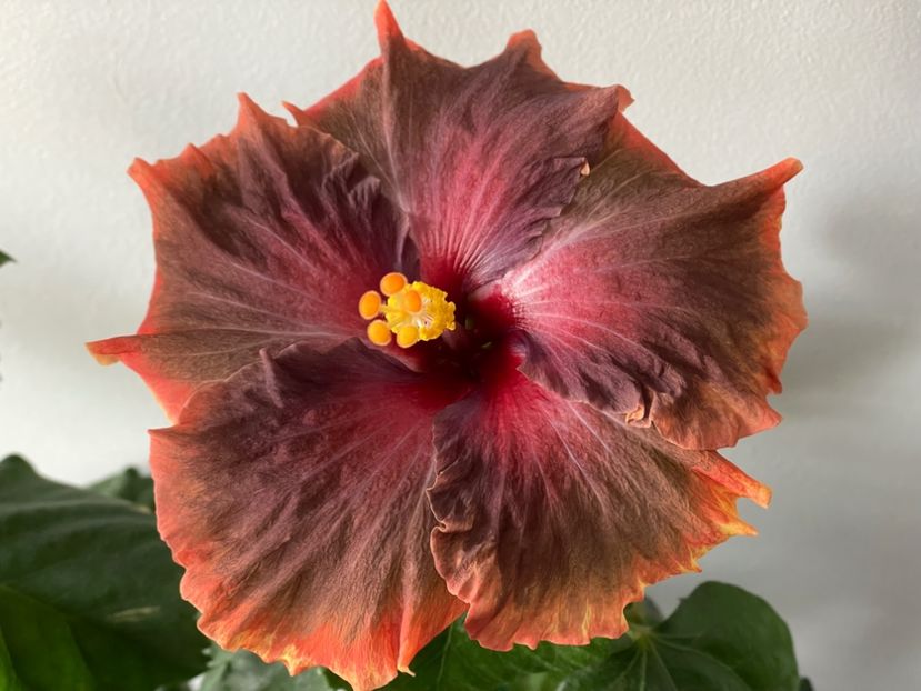  - 001 - Hibiscusi 2024 - 1