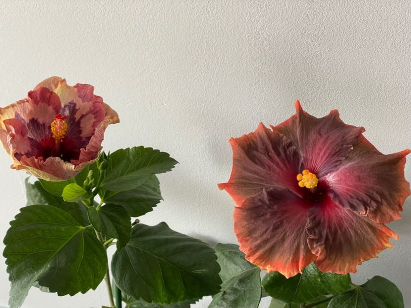  - 001 - Hibiscusi 2024 - 1