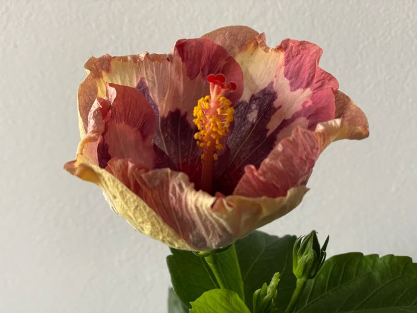  - Luv -Posog- Memories