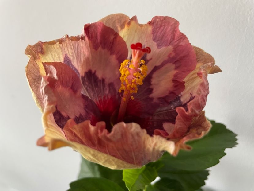  - Luv -Posog- Memories