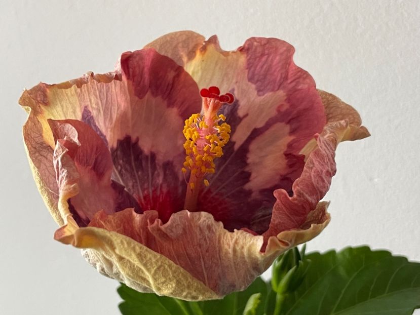  - Luv -Posog- Memories