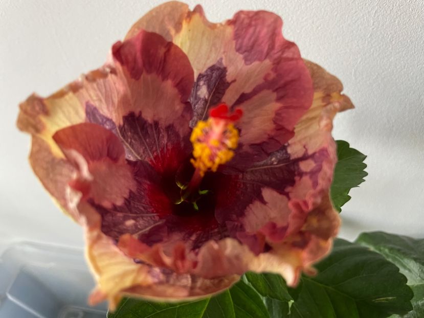  - Luv -Posog- Memories