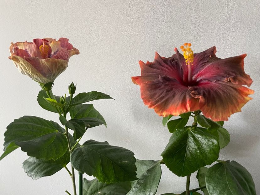  - Luv -Posog- Memories