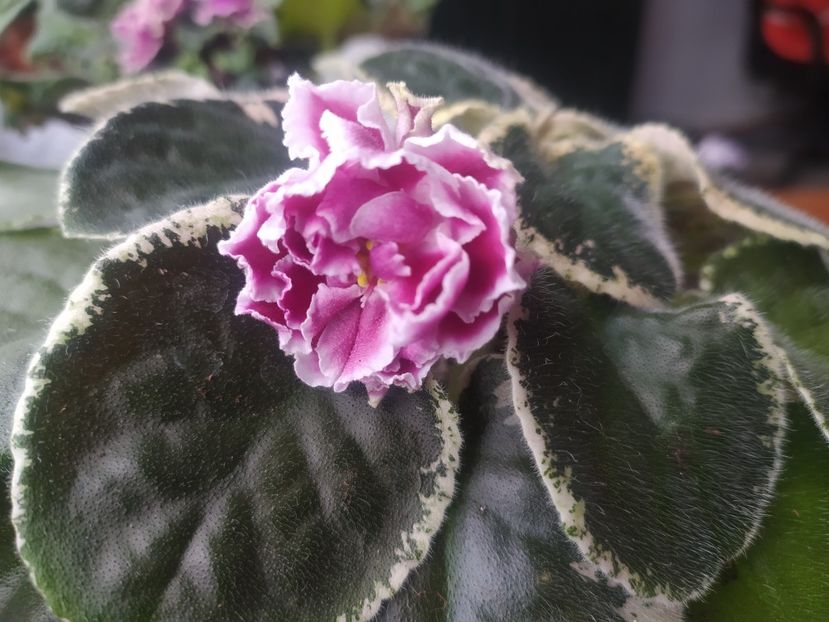 15 martie 2024 - EK Novogodnyaya Otkrytka