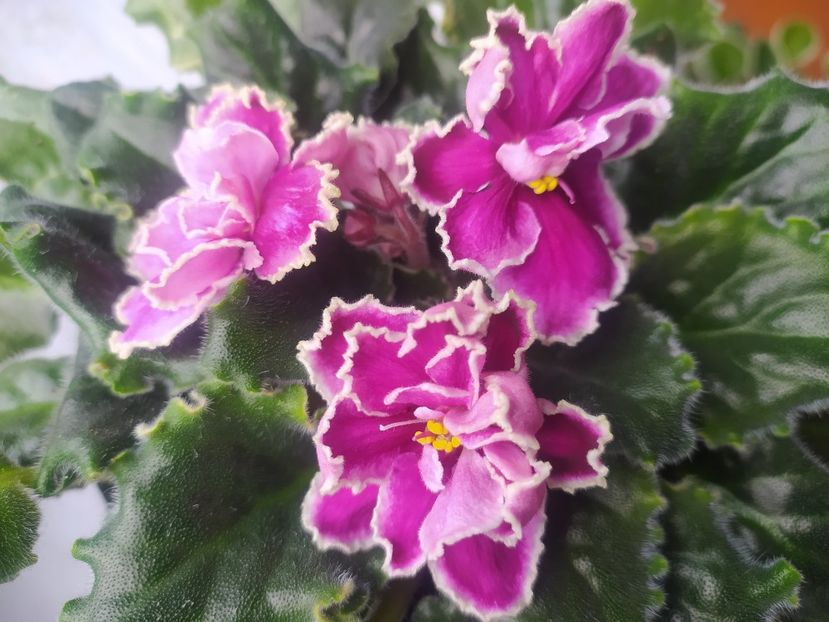 15 martie 2024 - Kamennyi Tsvetok