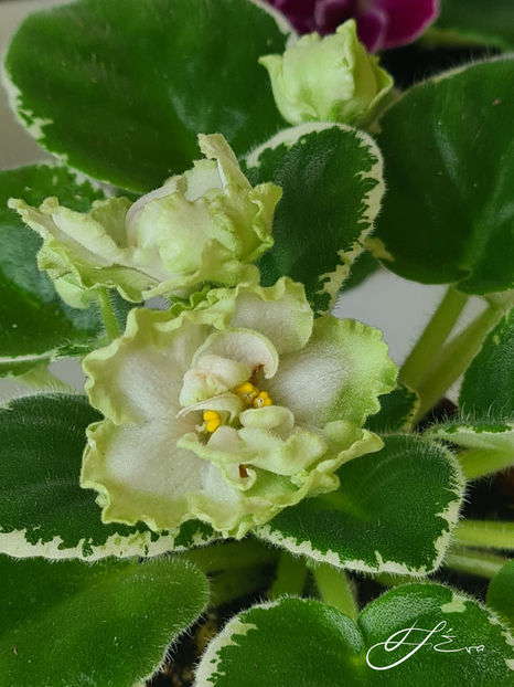  - X LE-Berillovyi Iney