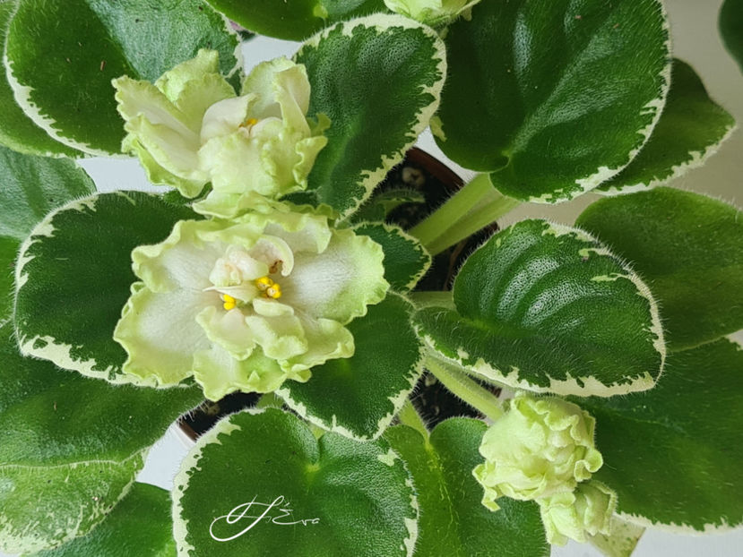  - X LE-Berillovyi Iney