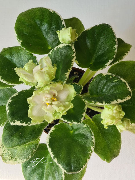  - X LE-Berillovyi Iney