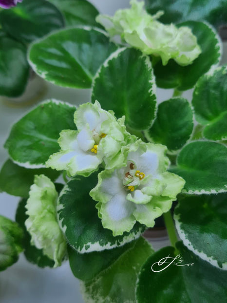  - X LE-Berillovyi Iney