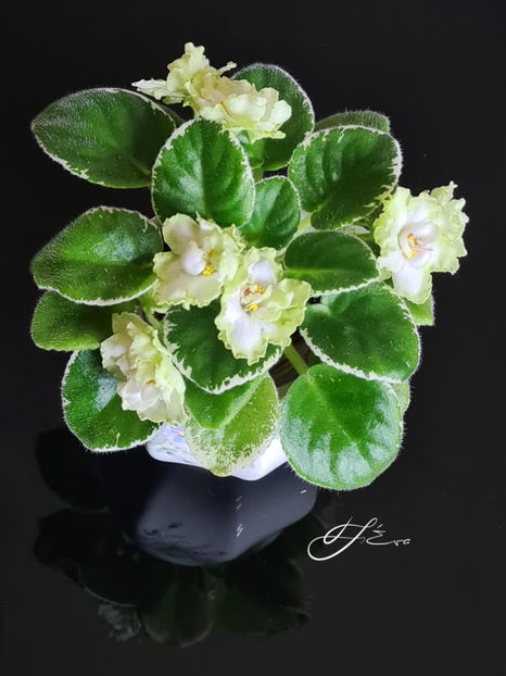  - X LE-Berillovyi Iney