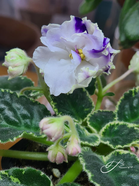  - ND-Pervoklashka sport