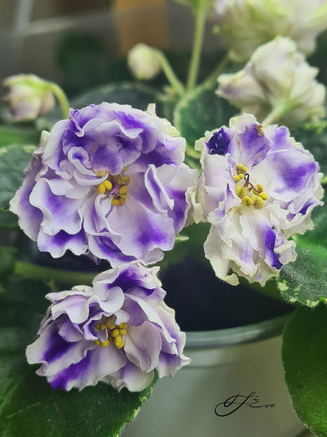  - ND-Pervoklashka sport