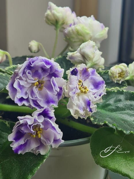  - ND-Pervoklashka sport