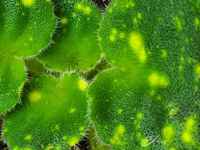  - SHN-Kosmicheskaya Feya