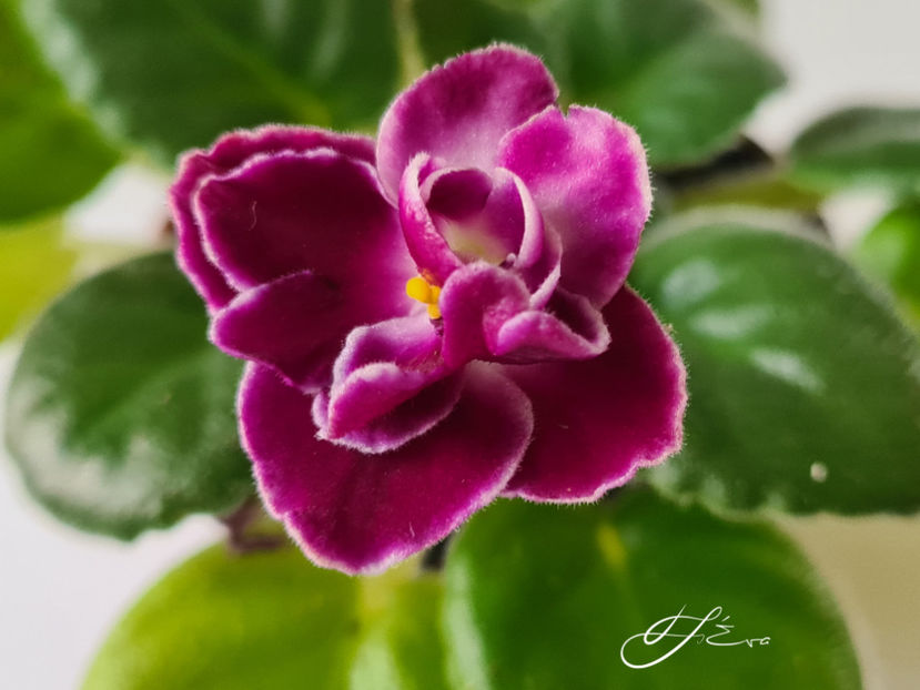  - Mac s Glacial Grape