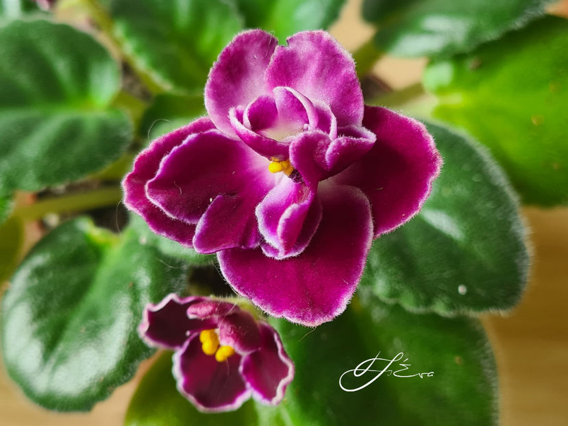  - Mac s Glacial Grape