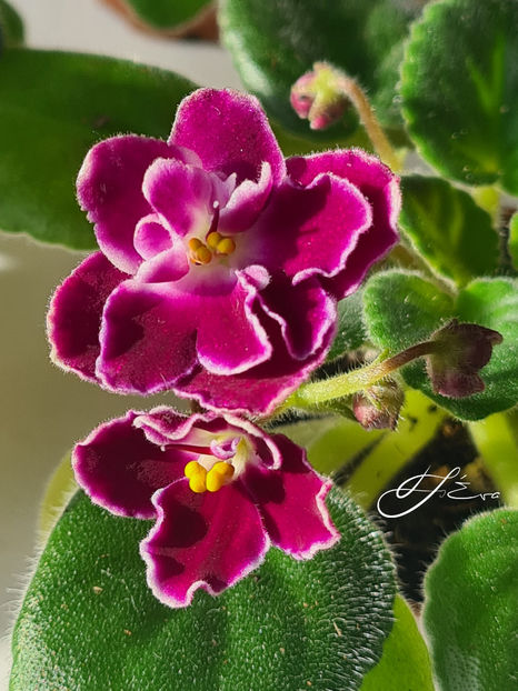  - Mac s Glacial Grape