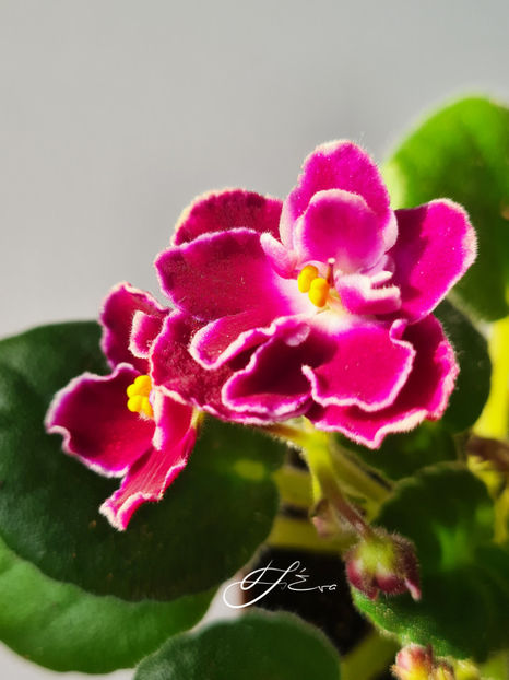  - Mac s Glacial Grape