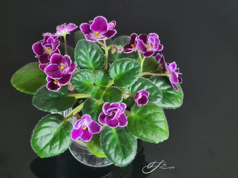  - Mac s Glacial Grape